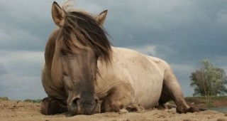 Първите български диви коне ще бъдат реинтродуцирани в Източните Родопи