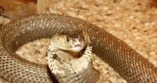 Огромна кобра избяга от собствениците си край главен път Е-79