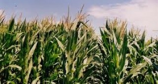 44 200 дка с царевица са засети в община Каварна