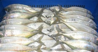 Незаконни търговци на риба се появиха по Южното Черноморие