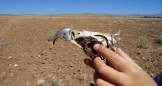 Царски орел от България загина от токов удар в Западна Турция