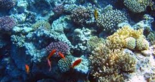 Създават слънцезащитно хапче от корали