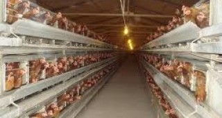 Стотици птицеферми в цяла Европа няма да спазят забраната за клетъчното отглеждане на кокошки