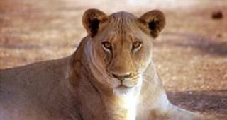Лъвицата Симба от зоопарка в Плевен роди лъвче