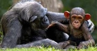 Учени от Йейлския университет са научили маймуни да си служат с пари