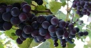 Изпълнителният директор на ИАЛВ ще се срещне с гроздо- и винопроизводители в гр. Сливен