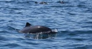 Няма да има разследване на убийството на делфина, намерен край къмпинг 
