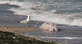 Морето изхвърли мъртъв делфин и край Созопол