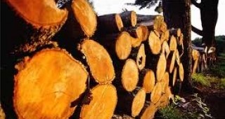 ИАГ предвижда общо 246 хил. куб. м дърва за горене през новия отоплителен сезон