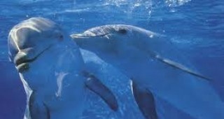 Найденов: Информацията за отстрелян делфин е лош имидж за държавата