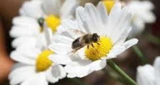В град София ще се проведе кръгла маса в рамките на кампанията За пчелите и хората