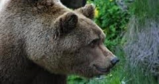 МОСВ ще достави безвъзмездно още 90 електропастира срещу мечки