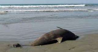 Мъртъв делфин е открит на плаж край Бяла