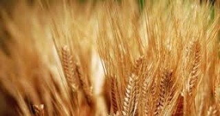 Либия е купила от Русия 50 000 тона пшеница