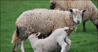 Застрашени от изчезване са три породи овце в Западна България