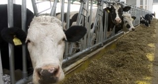 МЗХ ще поиска още една година отсрочка за модернизирането на млечните ферми