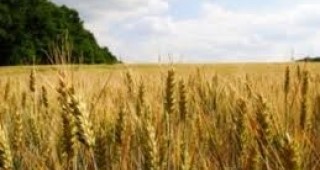На Софийска стокова борса са предложени оферти за покупка на общо 1000 т хлебна пшеница