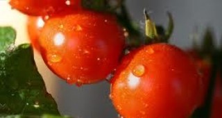 През последните години са създадени сортове домати с добри хранителни качества