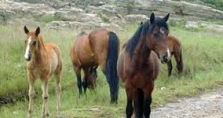 За първи път у нас в района на крумовградското село Сбор заселиха 12 диви коне