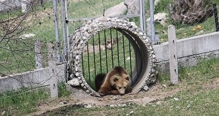 Преглеждат най-малкия обитател на Парка за танцуващи мечки край Белица