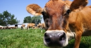 Млечното животновъдство не е в криза, то не съществува