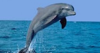 Около 90% от смъртността на делфините се дължи на рибарската дейност по Черноморието