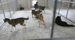 Столична община готви увеличение на кастрационните центрове за бездомни кучета