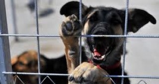 Нов приют за безстопанствени кучета ще бъде открит в Севлиево