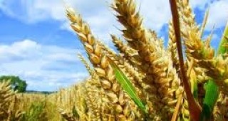 Държавите членки на Европейския съюз трябва да уведомят Брюксел преди да забранят ГМО