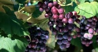 Държавата ще съдейства за безпроблемното протичане на кампанията по гроздобера