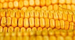 380 кг/дка е средният добив от царевица в Добричка област