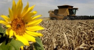 Добивът от слънчоглед в Бургаско е 100-150 кг от декар