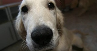 Предвиждат по-високи глоби за собствениците на нерегистрирани кучета