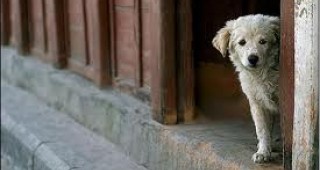 МС дава отсрочка на общините да се справят с проблема с бездомните кучета