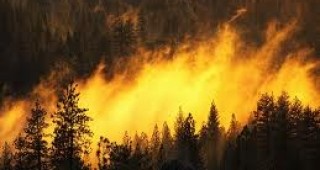 Мащабен пожар на широколистна растителност край село Татарево