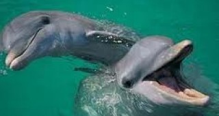 Австралийска изследователка откри нов вид делфин