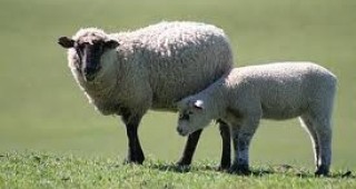 40 овце, собственост на жители на село Дерманци, са били унищожени
