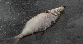 РИОСВ - Враца е проверила сигнал за изплувала мъртва риба в река Дунав