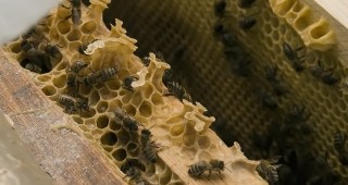 Над 1000 пчелни семейства отровени през това лято в Добричка област