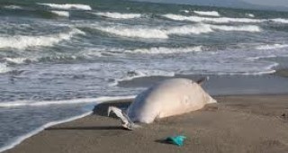 Обсъждат случаите на открити мъртви делфини по Черноморието
