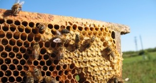Синдромът на празния кошер все още не се наблюдава у нас, тук основният проблем са препаратите, които тровят пчелите