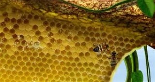 180 проекта ще получат субсидия по пчеларската програма