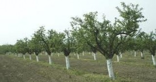 Вандали унищожиха 600 овощни дръвчета в Харманлийско