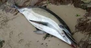 МЗХ и ИАРА инициират среща по повод случаите на мъртви делфини по Черноморието
