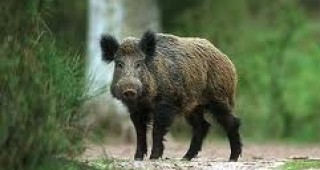 5 диви прасета са били убити от бракониери в землището на село Сини вир