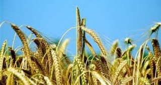 Над осем милиона тона е производството на зърно в Румъния