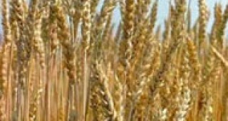 Земеделските производители подкрепят производителите на зърно