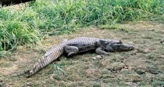 Задържаха мъже от Флорида заради опит да откраднат 260 алигаторчета