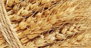 Сделки на едро в страната за хлебна пшеница се сключват при цени между 300 и 330 лв./т