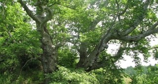 Източен чинар в санданското село Враня е обявен за защитено дърво